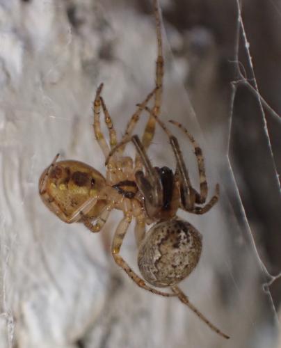 Zygiella x-notata